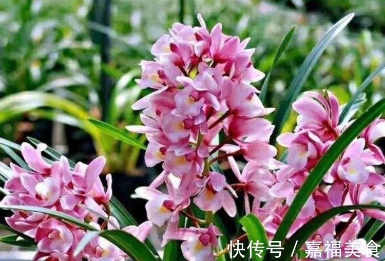 观赏价值|4种“女神花”,婀娜多姿,漂亮高贵优雅,四季繁花似锦,美