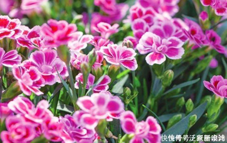 4种花,扔土里就能开花,浇水越多开花越多,美爆一整夏!