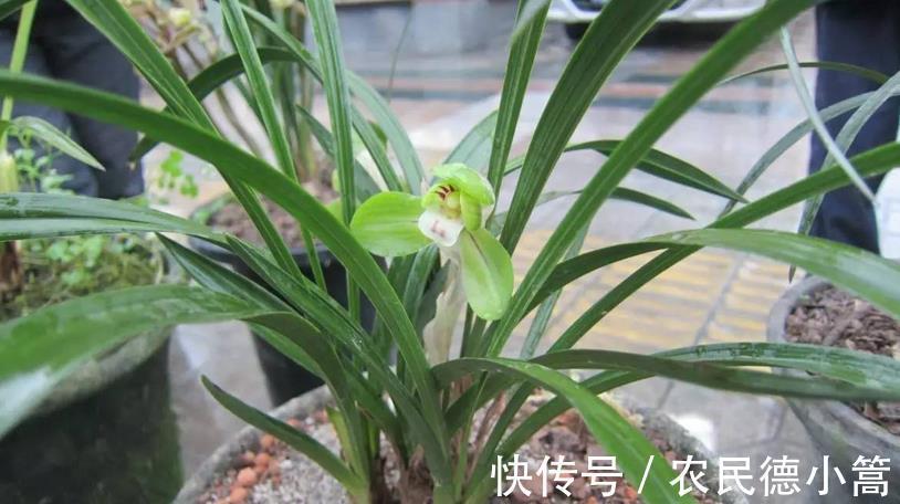 喷洒|兰花叶片上有灰尘，怎么清洗比较好？内行人：方法还真不少