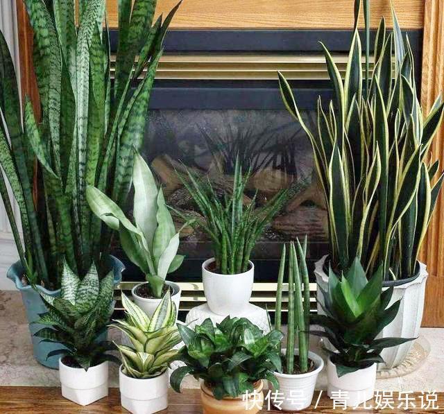 扦插虎皮兰要谨慎,生出一窝“老祖先”,一点也不好看