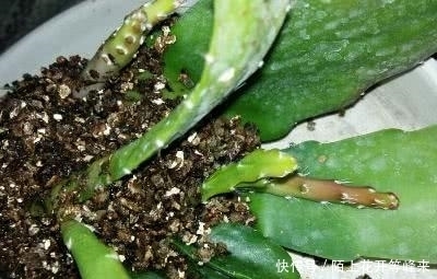 想要养这几种花卉的朋友抓紧时间了,现在是最佳时机千万不要错过