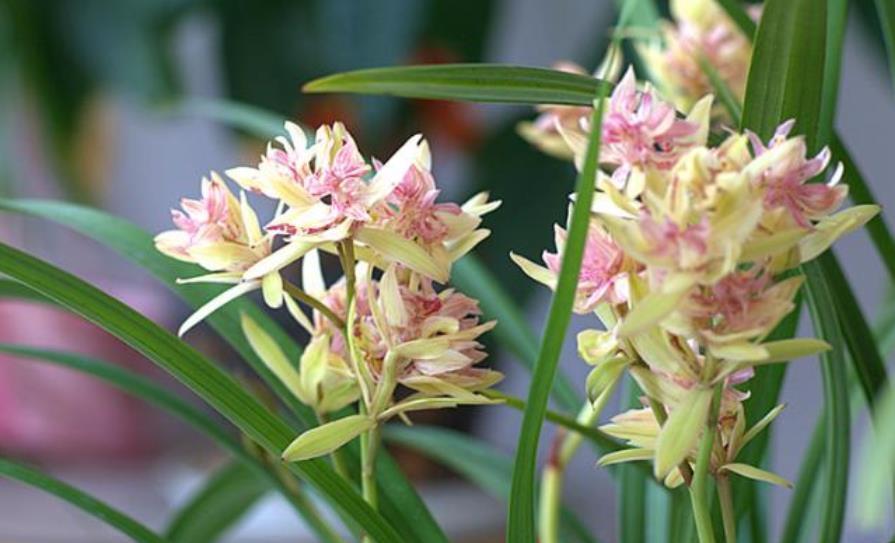 花姿|喜欢建兰选择,多季节有花赏,花姿高雅惹人爱,适合新手