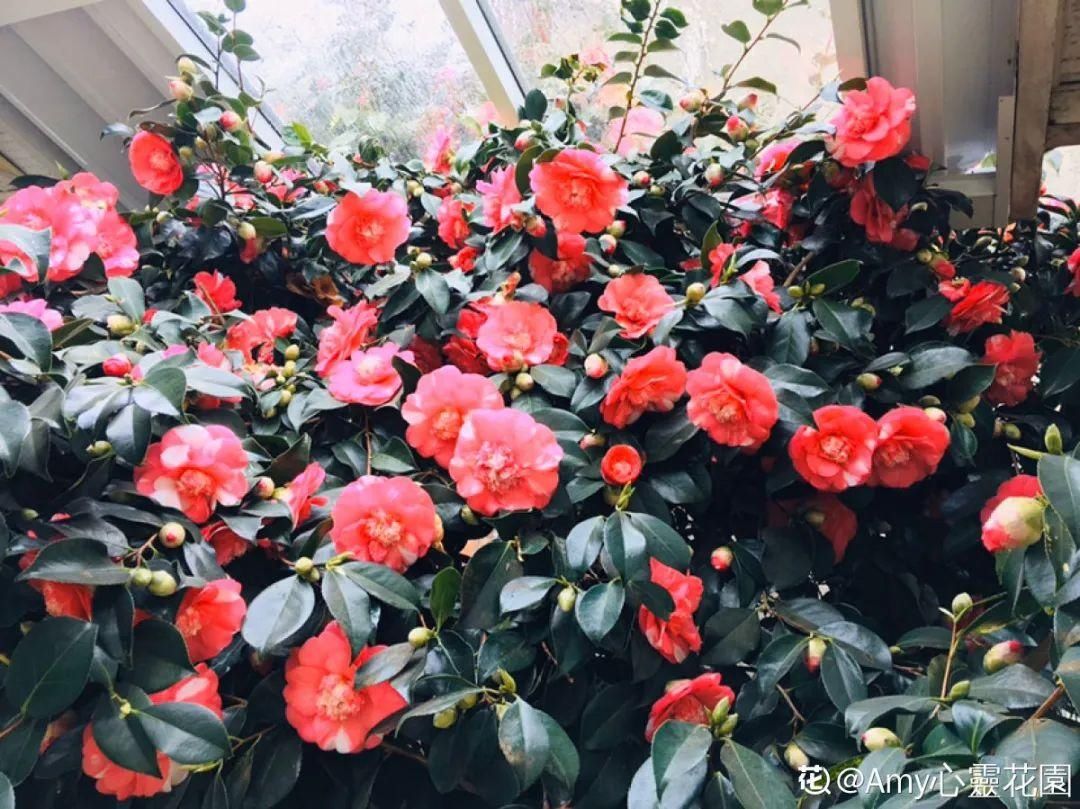 这10种花爱喝醋，浇水加点酸，叶子油亮爱开花！