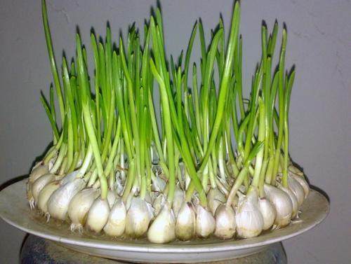 红薯|2类蔬菜发芽后吃，不仅没毒，而且营养价值翻倍