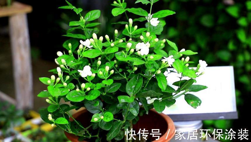 浇灌|茉莉花，天生就是“醋坛子”！夏季1个月浇3次，叶不黄开花旺