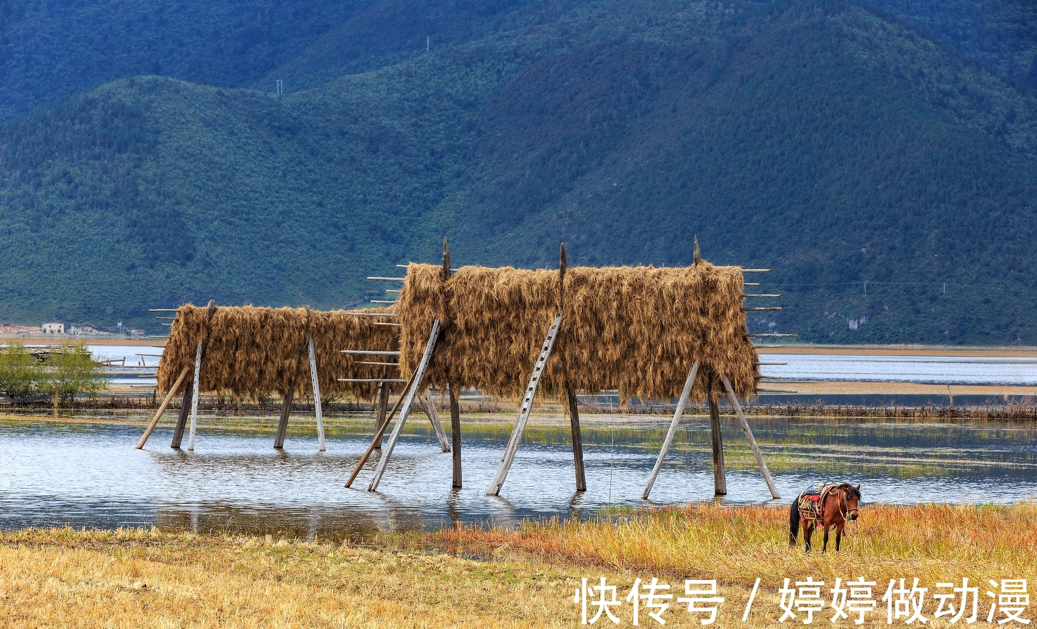 猪槽|泸沽湖和香格里拉哪个更值得去，香格里拉还是泸沽湖好玩