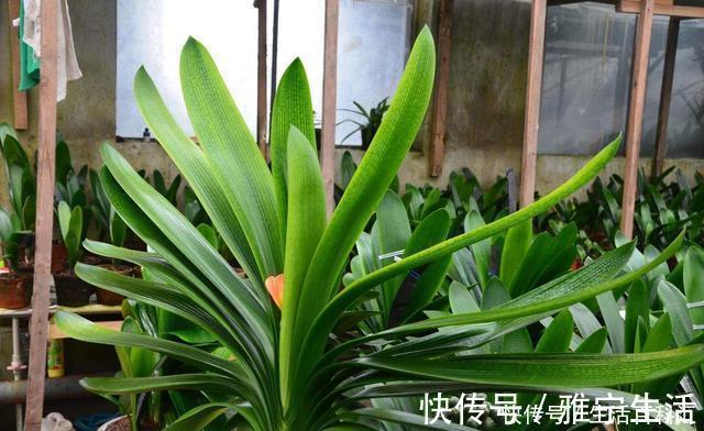 君子兰总活不过夏天，这3个方面没有做好，每一个都很致命