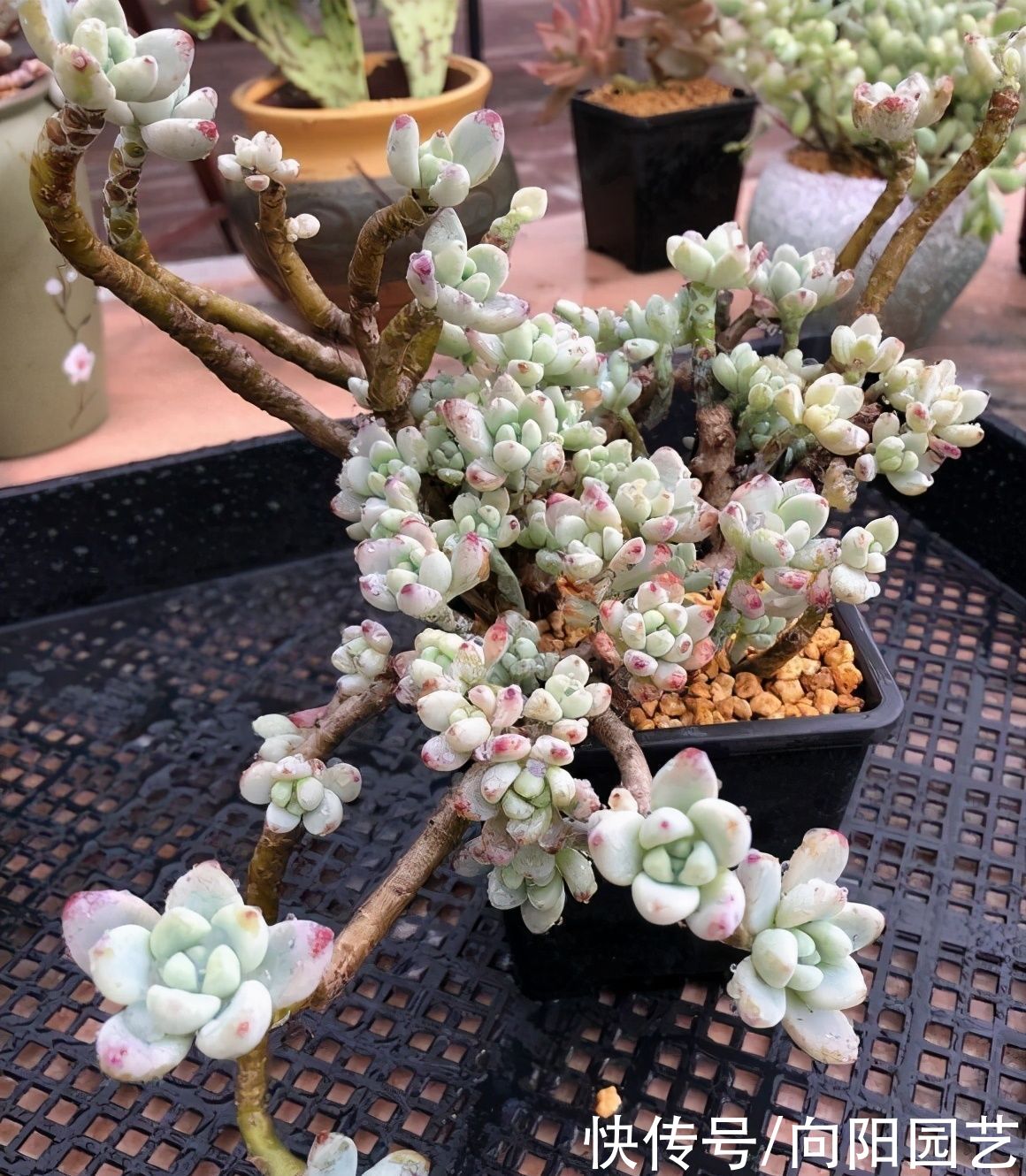  根系|冬季养多肉，想让肉肉更饱满，用“小盆”养，棵棵肥胖可爱