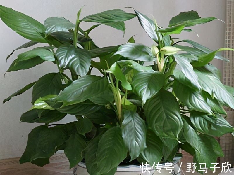 一叶兰|给家里选择“5种”耐荫花，养10年都翠绿、茂密，太省心了