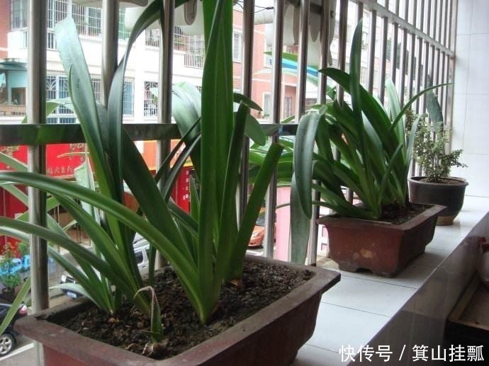 油桶|剩下的空油桶先别扔,教你变废为宝,半月不浇水也没事!