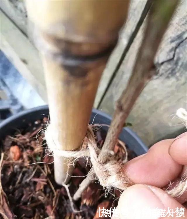 养护|养花要“舍得剪”，把这6种花卉剪成“光杆子”，开花变成棒棒糖！