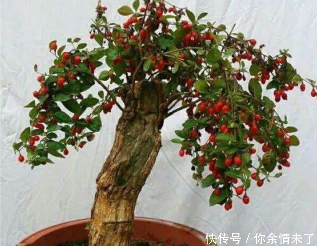 小叶榔榆|野外4种树,苍劲嶙峋,树姿优美,常被用来制作盆景