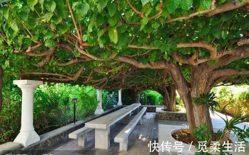 梧桐树|家里种树,讲究大,5种树旺宅,3种树不能栽,你知道是什么吗