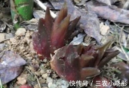 洋火|农村常见的野味,被日本人赞为“亚洲人参”,村民却拿来喂猪