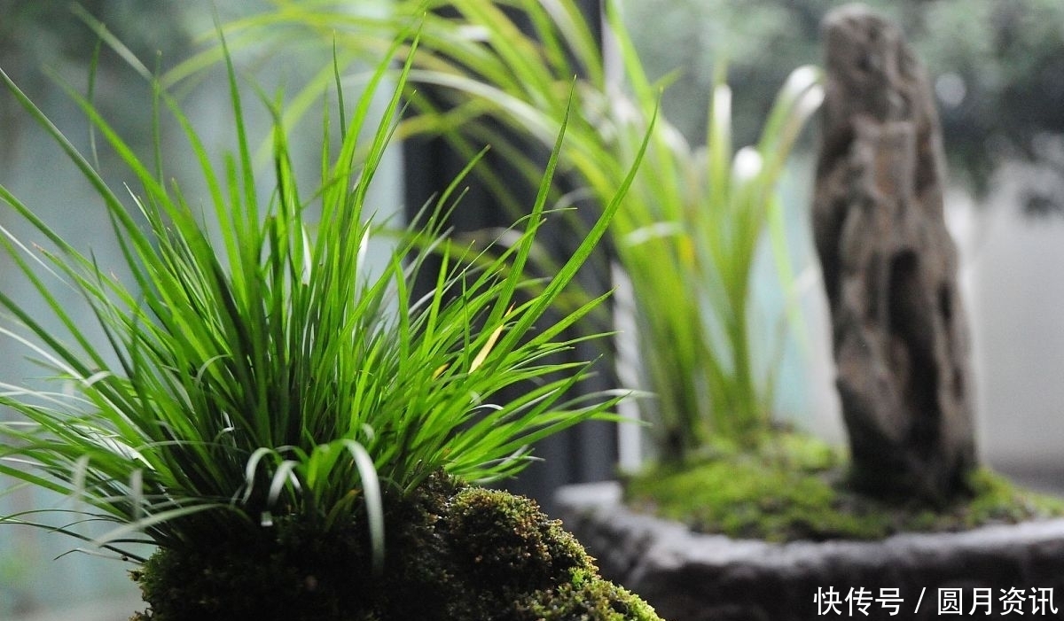曾是河边的杂草,如今成了高档盆景,这种植物你应该见过