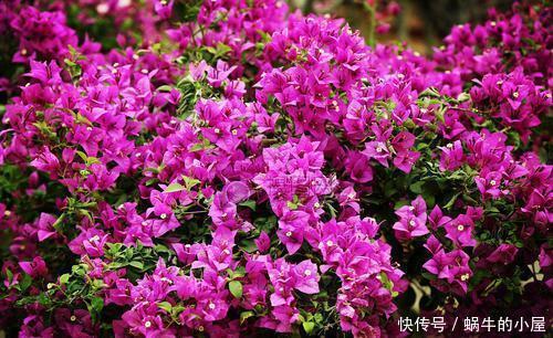 旺盛|4种花现在养一盆正当时,个个开成大花球,耐热耐晒颜值高