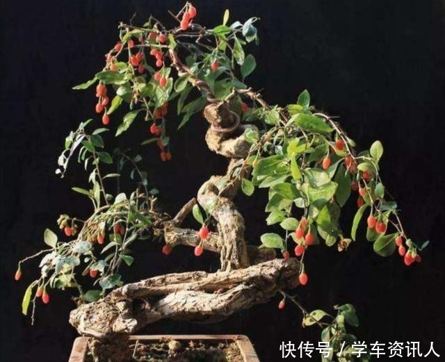 盆景|野外3种树不起眼,栽到花盆做盆景,漂亮又美观,越养越值钱!