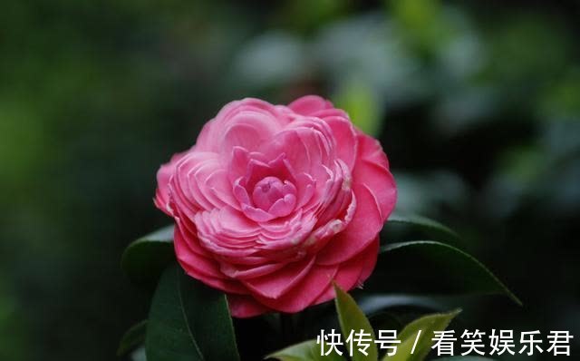 客鬓#「诗词鉴赏」山茶花开时,十一首山茶花的诗词,烂红如火雪中开