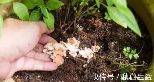 养花|鸡蛋壳养花,用对了才是好花肥,出错了就烂根,养一盆死一盆!