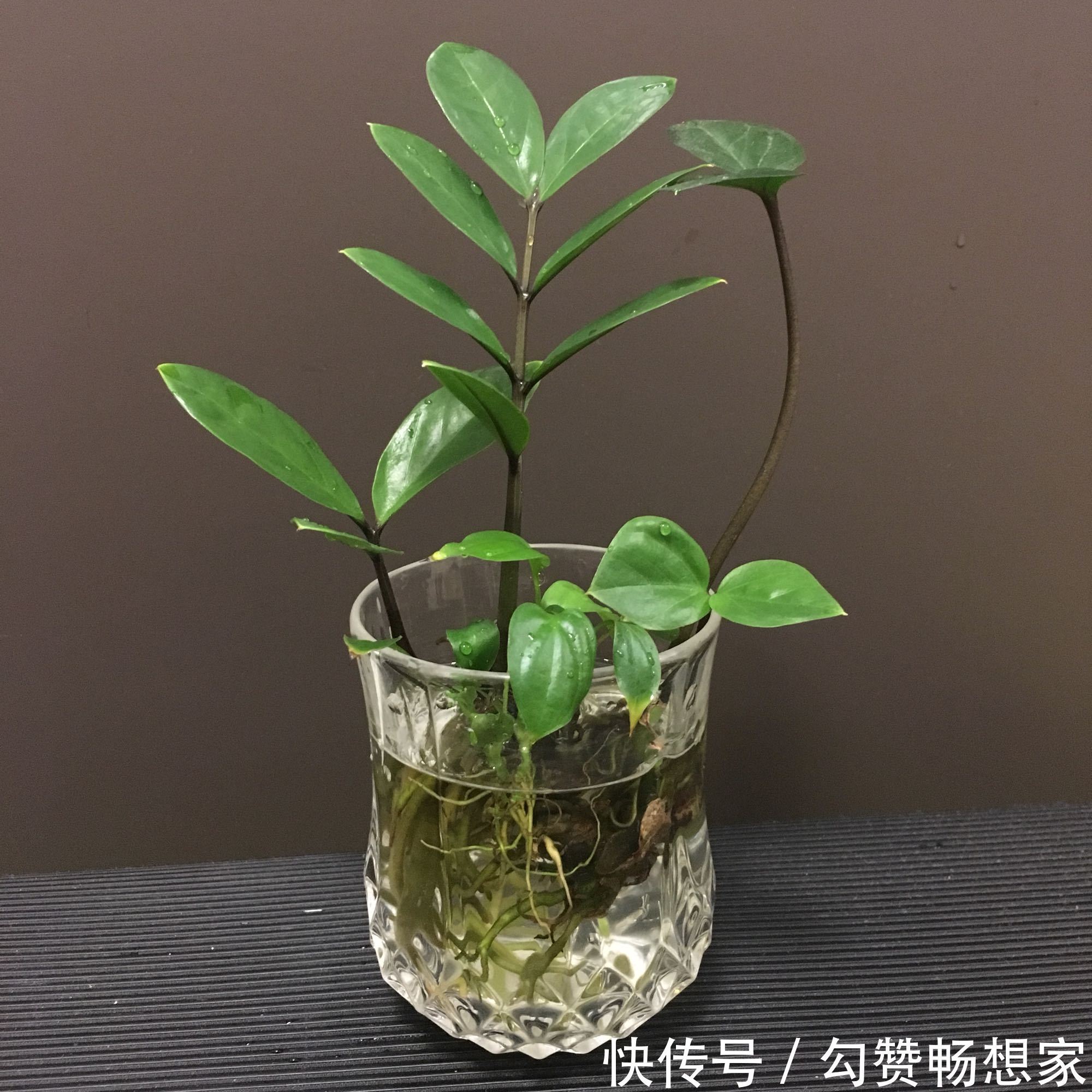 买回来的金钱树不要急着分盆,做不到4点,多走很多冤枉路