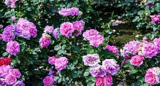 这3种花都是“病美人”,室内养难度大,入手需谨慎