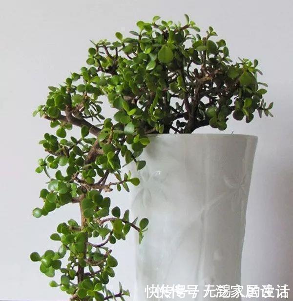 金枝玉叶修剪教程,剪下的枝条扦插,一盆变多盆