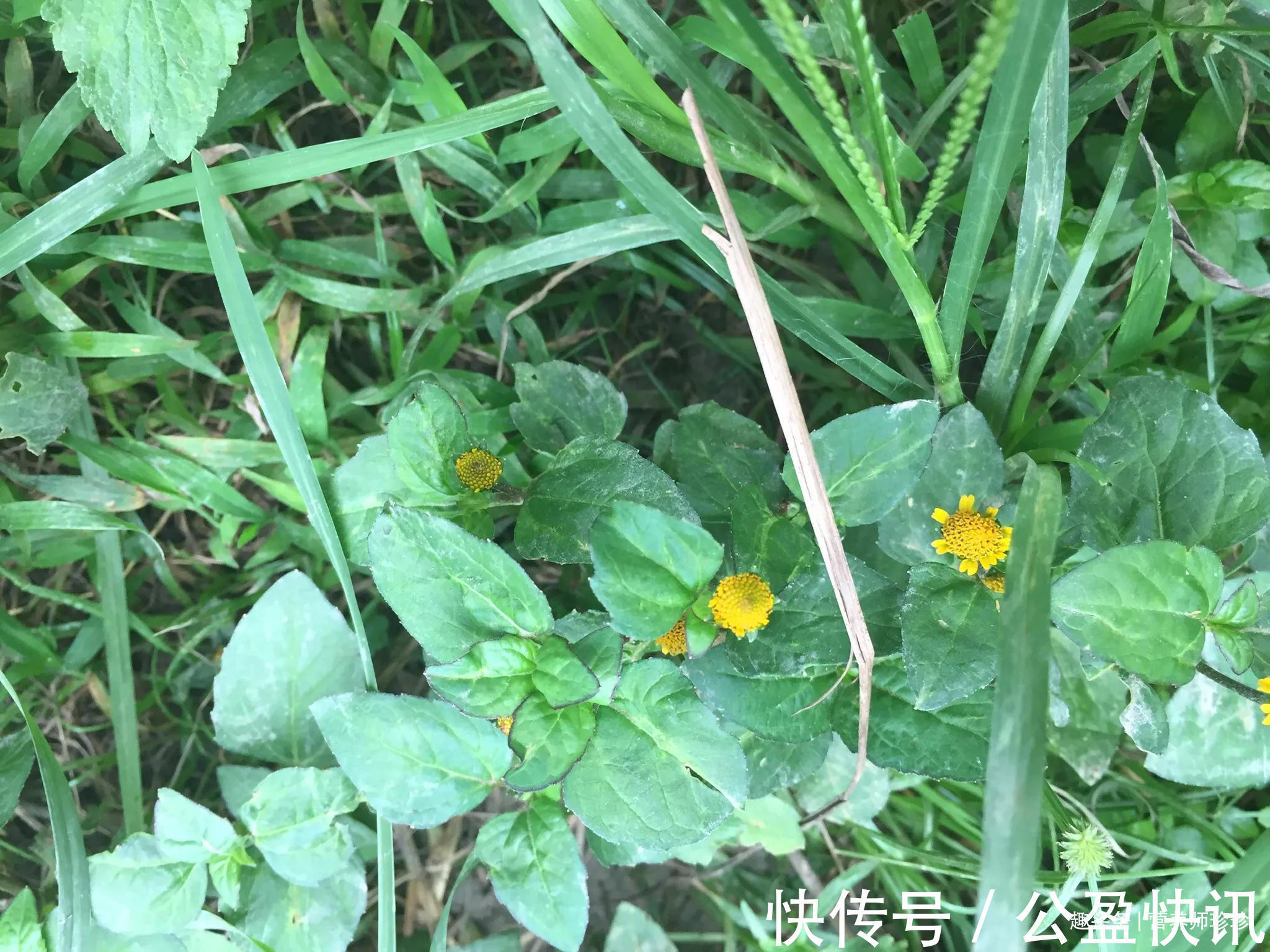 千日菊|老屋旁的金扭扣,人称“止痛草”,若家乡有,不要再当杂草了