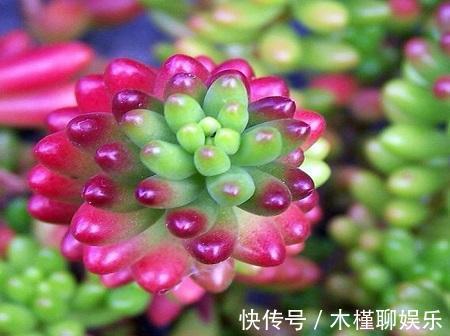 玉米石|一花一世界,一叶一菩提——奇花异草玉米石,玉米石长白山天池