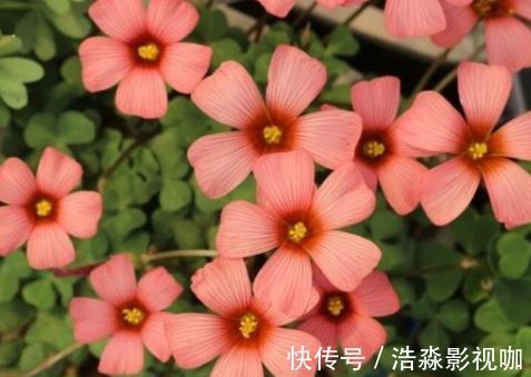 喜欢菊花,不如养盆“精品玫瑰”宠爱小姐,花开浓艳,立体感十足