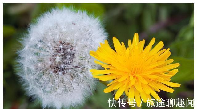 蒲公英|中药又立功?蒲公英可杀死98%癌细胞、消结节?真相是咋样的?