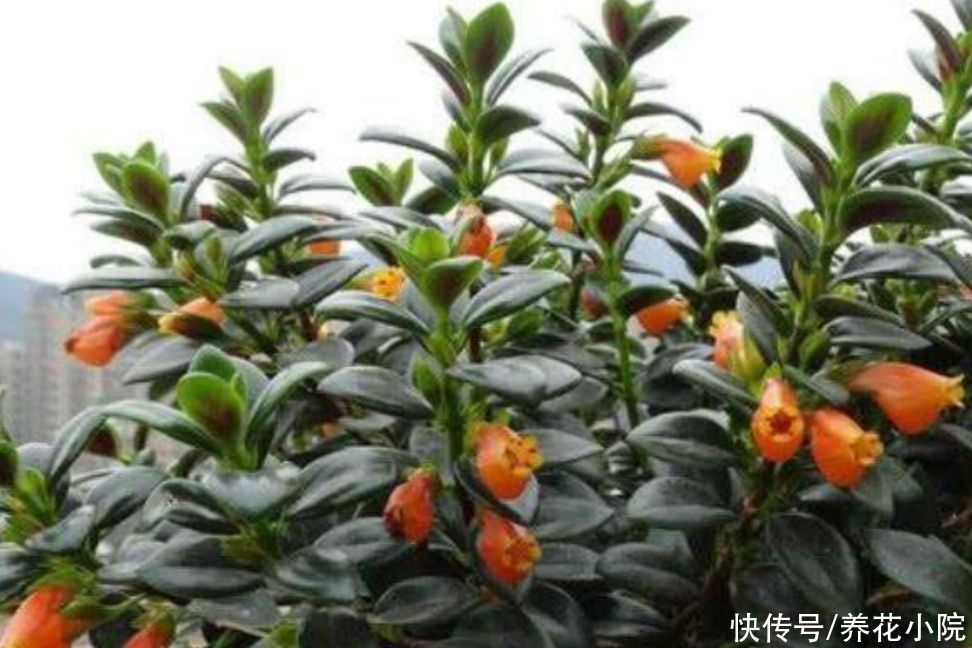 珍珠吊兰|4种花都叫吊兰,形态各不相同,你喜欢养哪一种呢?