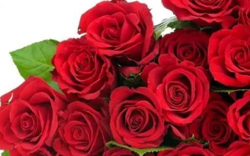 喜欢玫瑰，那就养”精品玫瑰“探索者，鲜红欲滴，梦幻浪漫