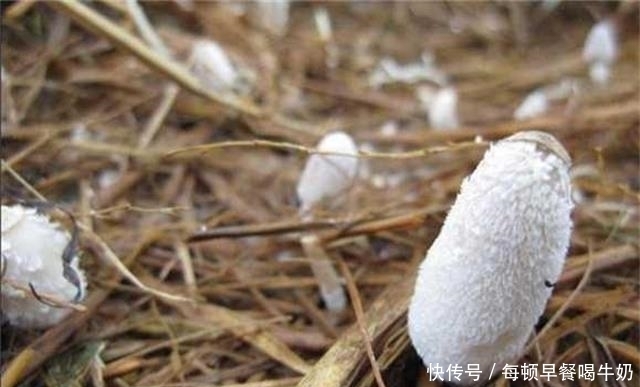 有钱人|稻草堆里的隐藏美味,有钱人都难吃到