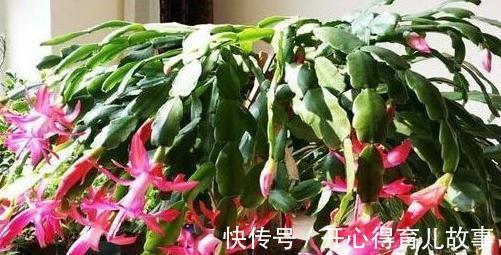 蟹爪兰长势旺,开花爆盆,只需掌握3个技巧,此些你了解嘛