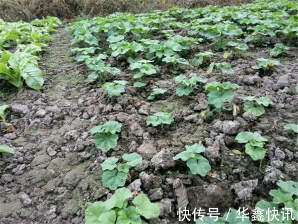 种植|曾是“百菜之王”,被食用2千多年,现已沦为野生,土豆打败的
