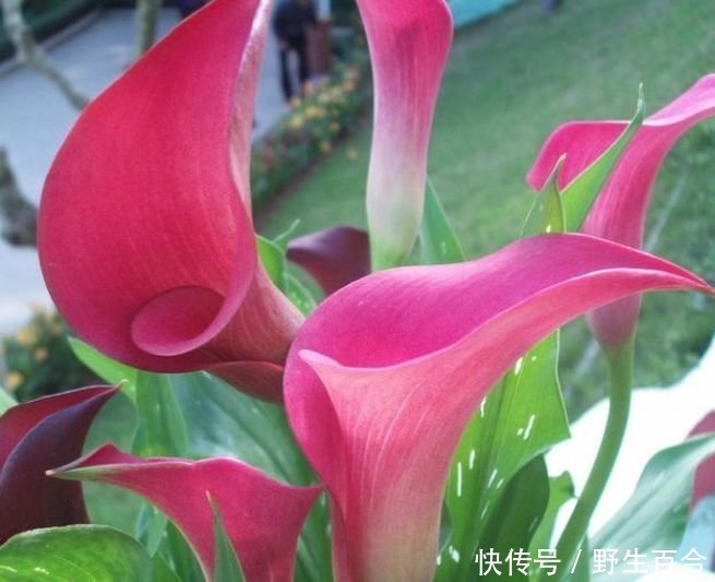 春天已到,这几款花卉养在家里,浇水越多长得越旺