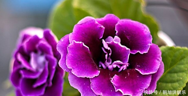 好养|新手养护花卉,就养比玫瑰好养,比牡丹红艳的花卉,全年开花