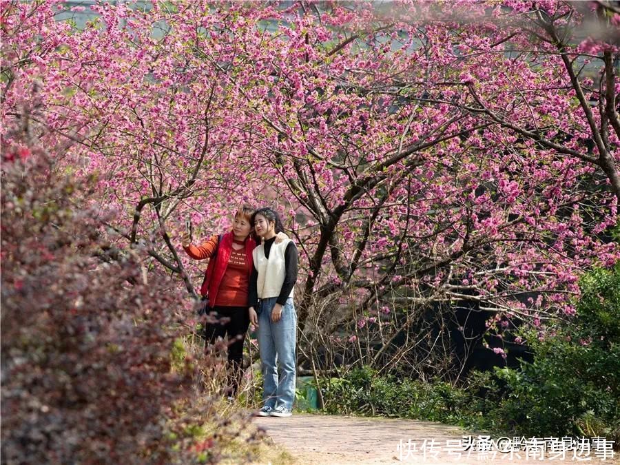 剑河：春暖花竞放 惹人醉芬芳