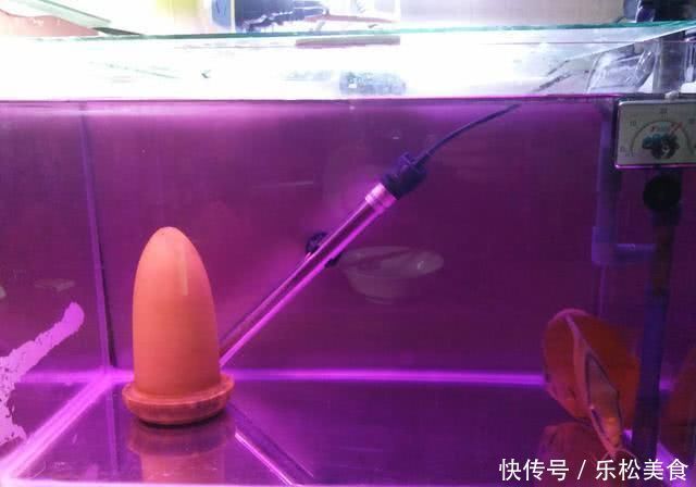 三种操作可导致鱼缸水质迅速恶化,在水质没稳定下来会更严重