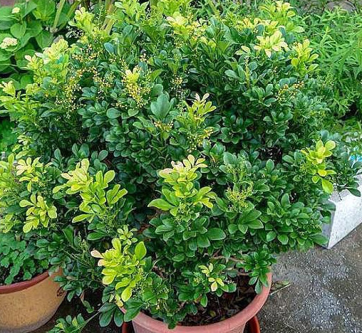 微酸性|养的“米兰花”清香扑鼻,掌握3个关键点,花开满盆,比香水好闻