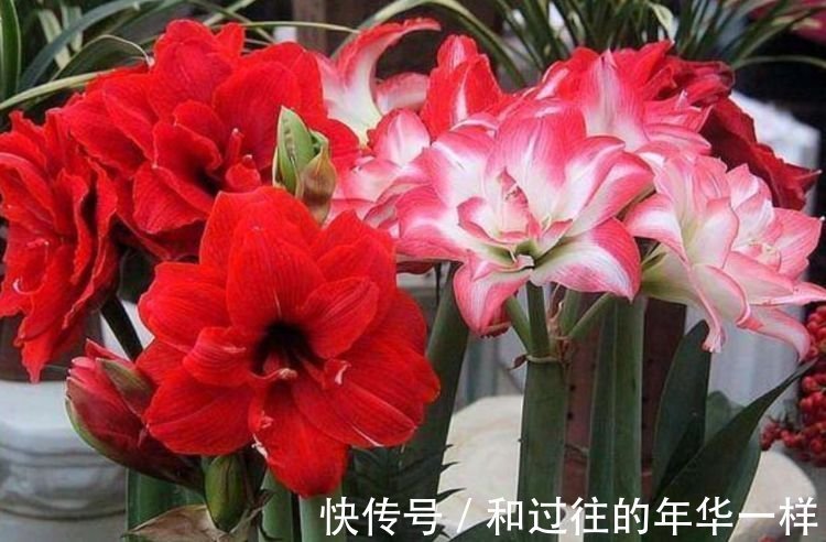 聪明人都养4种花，净化空气，又旺运，阳台变温馨花园！