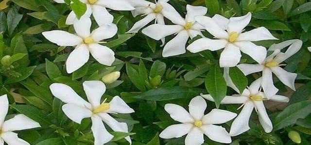 高墙还|洁白无瑕,花香悠远,又到一年飘香季