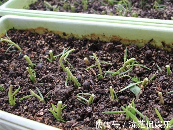 花花|不怕热不怕晒的花,切碎扔土里就活,大写的服!