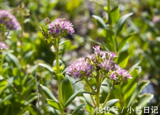 生肖|喜鹊报喜，贵人登门，3生肖春节前运势顺利起飞，天天有惊喜！