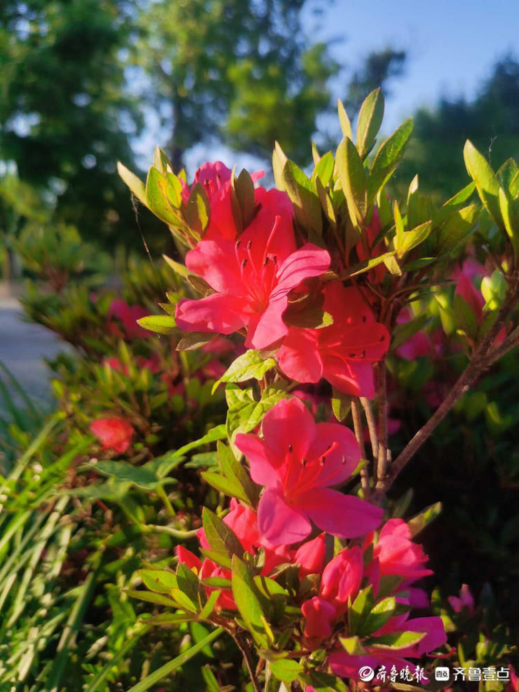 临沂这里遍地芬芳，快来与杜鹃花来一场“夏天之约”吧|花开齐鲁| 临沂