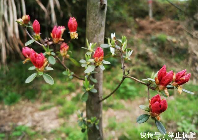 映山红是怎么种植的?掌握这些技巧,40天能生根,90天可成活