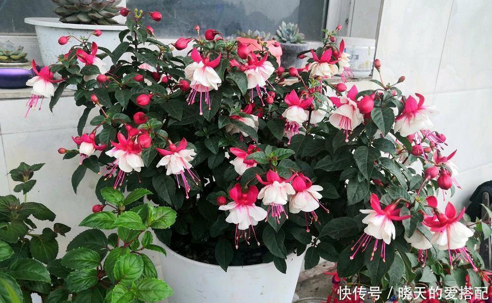 太阳光|冬季最容易养好的“4种花”，基本不用打理，整个冬天花开不断