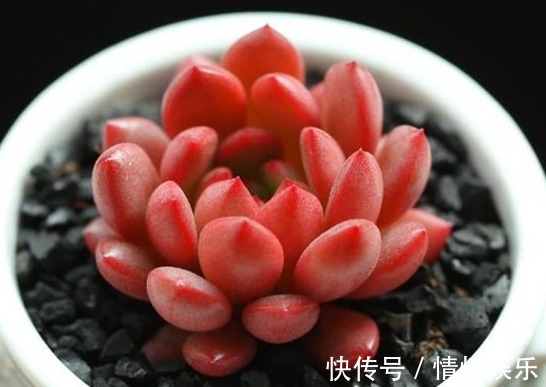 养“红宝石”时,叶片总带“绿色”,教你用几招,不久变得红彤彤