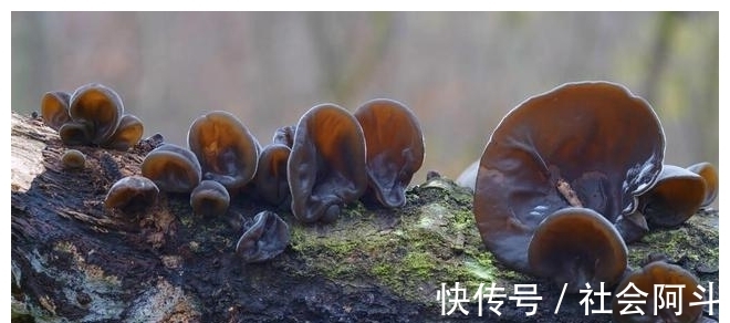 热水|泡发木耳时，用冷水还是热水？教你详细做法，木耳又软又嫩