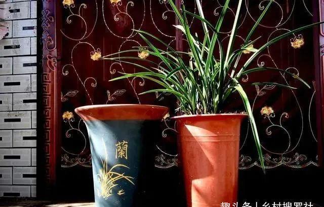 兰花通风的真正作用,烂根、腐苗、花苞霉变,都与之有关